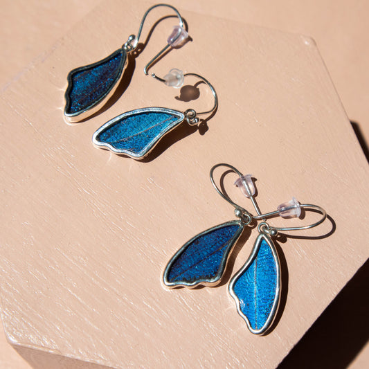 preserved butterfly earrings, preserved butterflies, butterflies, butterfly wings, morpho achilles, morpho achilles butterfly, morpho achilles species, butterfly jewelry, butterfly earrings
