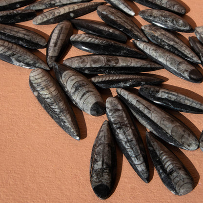 Polished Orthoceras Fossil