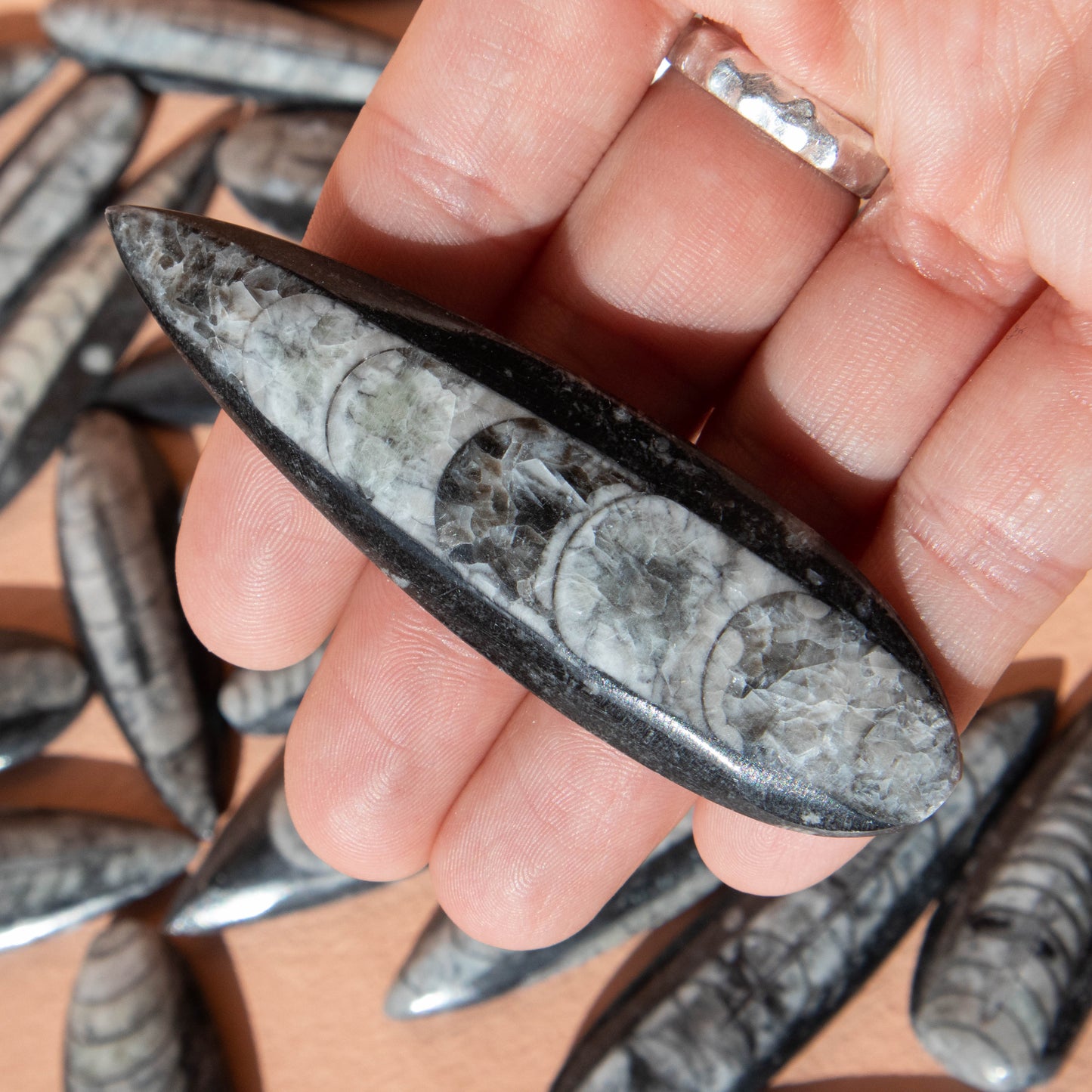Polished Orthoceras Fossil